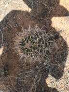 Image of Pima Pineapple Cactus