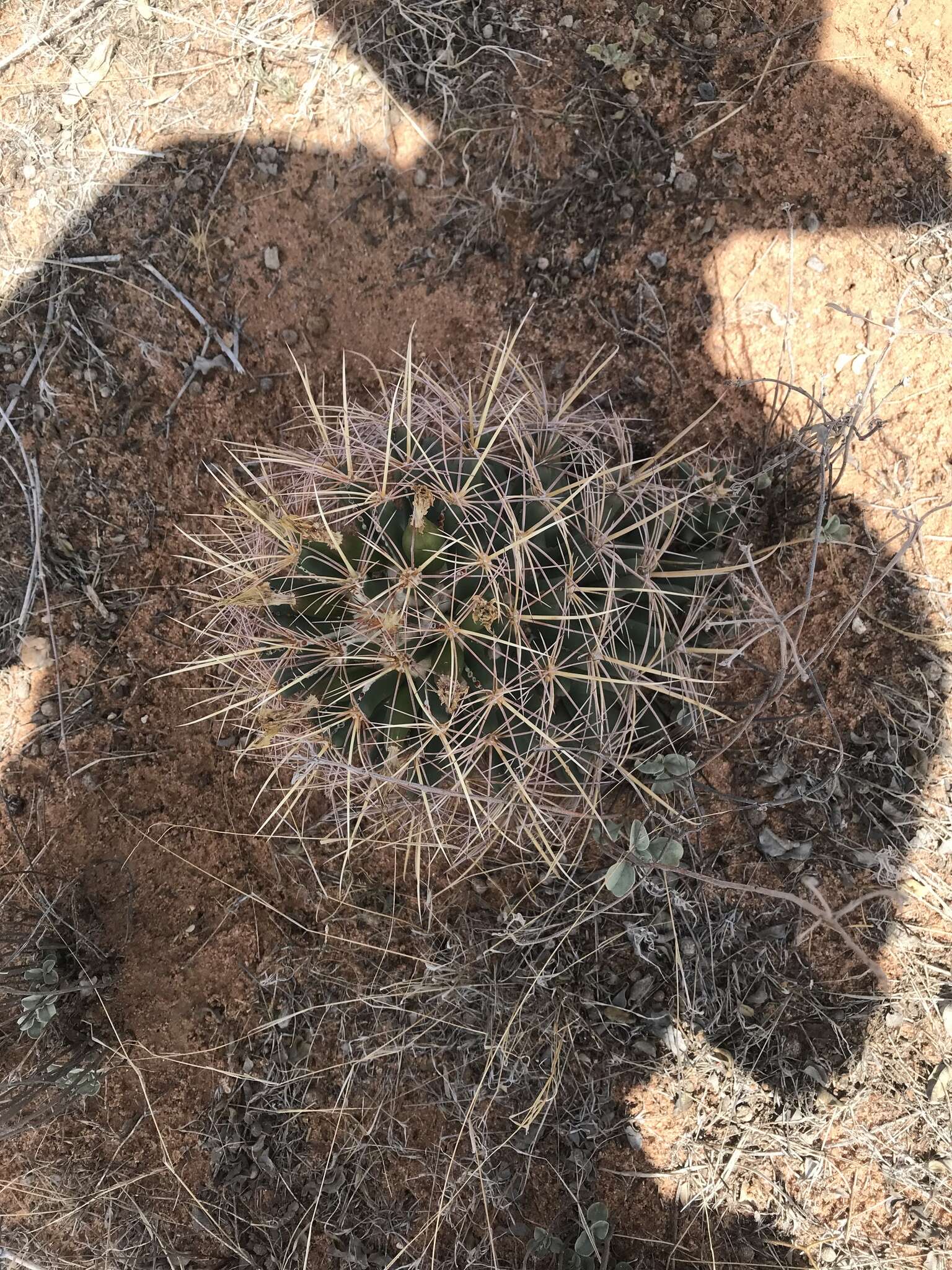 Image of Pima Pineapple Cactus