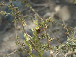 Imagem de Scolia flaviceps Eversmann 1846