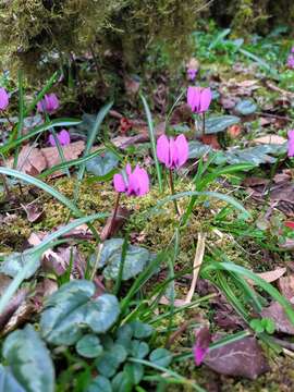 Image de Cyclamen coum subsp. caucasicum (C. Koch) O. Schwarz