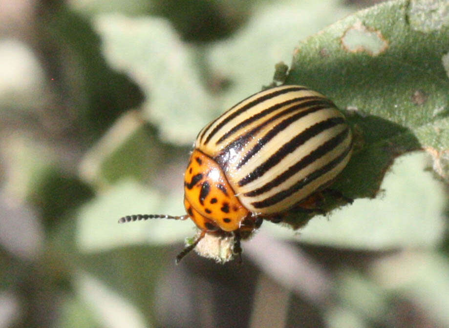 Image of Colorado potato beetle