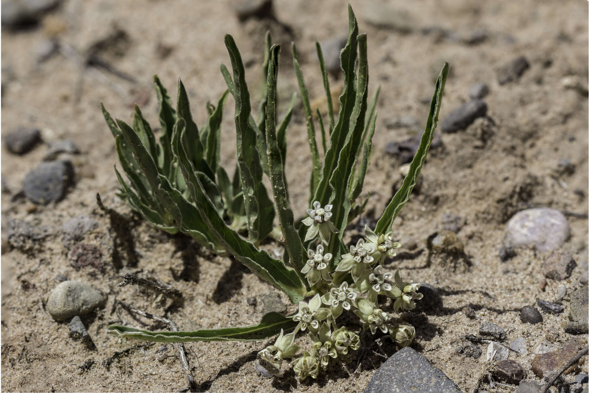 Imagem de Asclepias involucrata Engelm. ex Torr.