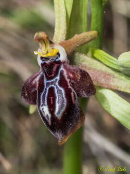 Image of Ophrys cretica (Vierh.) E. Nelson