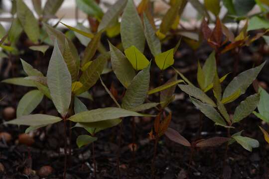 Image of Quercus sapotifolia Liebm.