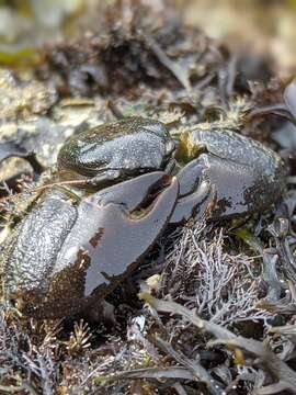 Image of Cabrillo porcelain crab