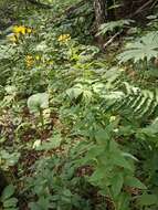 Image of Hieracium krylovii Nevski ex Krylov