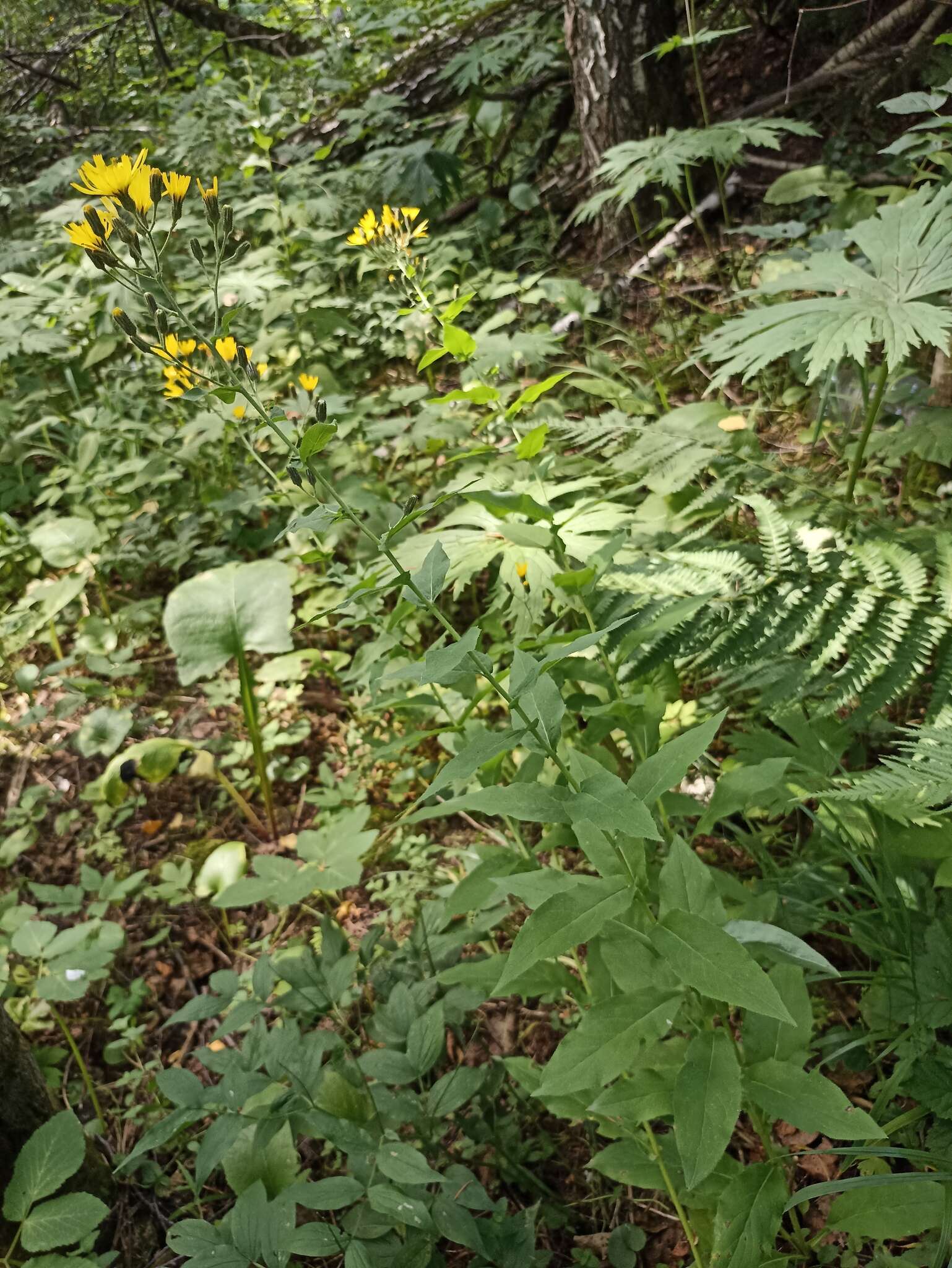 Image of Hieracium krylovii Nevski ex Krylov