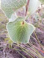 Image of Hakea conchifolia Hook.