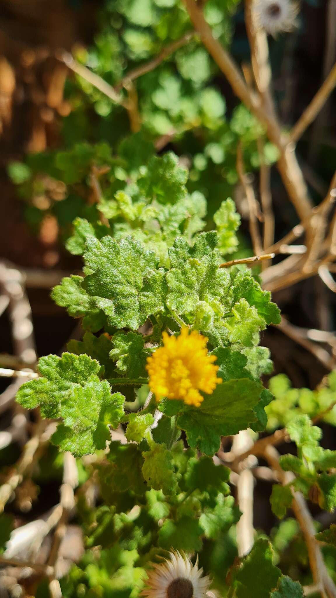 Pentatrichia petrosa Klatt resmi