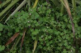 Image of Round-leaved Crane's-bill