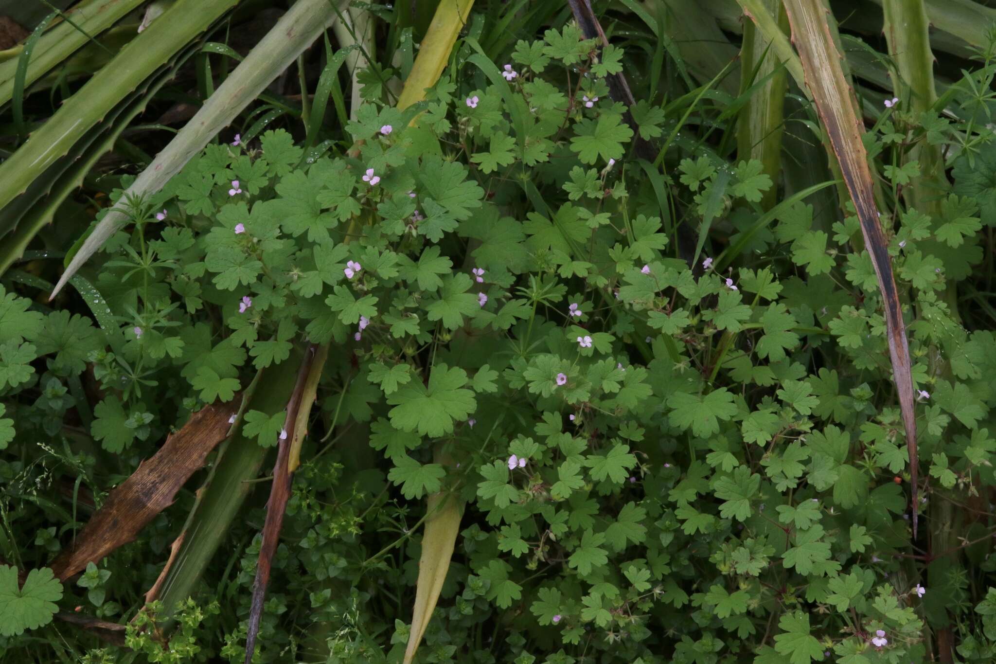 Image of Round-leaved Crane's-bill