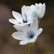 Image of white-and-yellow-flower cornlily