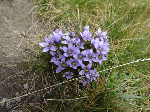 صورة Gentianella bulgarica (Velen.) J. Holub