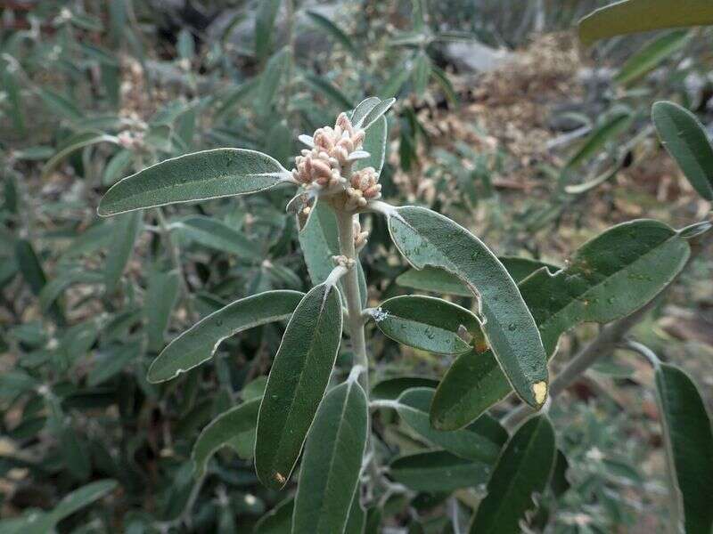 Olearia megalophylla (F. Müll.) F. Müll. resmi