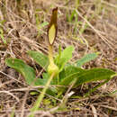 Plancia ëd Aristolochia sessilifolia (Klotzsch) Malme