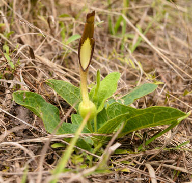 Image de Aristolochia sessilifolia (Klotzsch) Malme