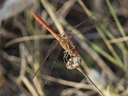 Image of Southern Darter