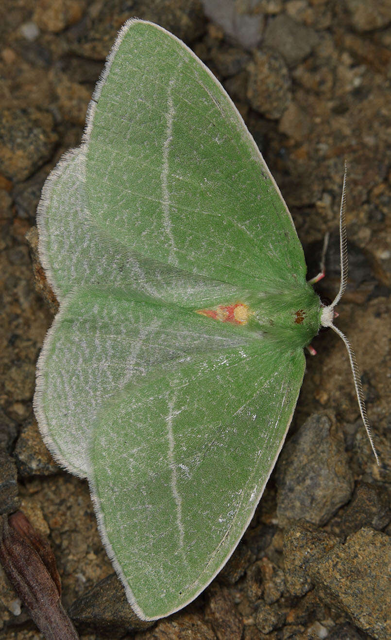 Image of Chlorosea banksaria Sperry 1944