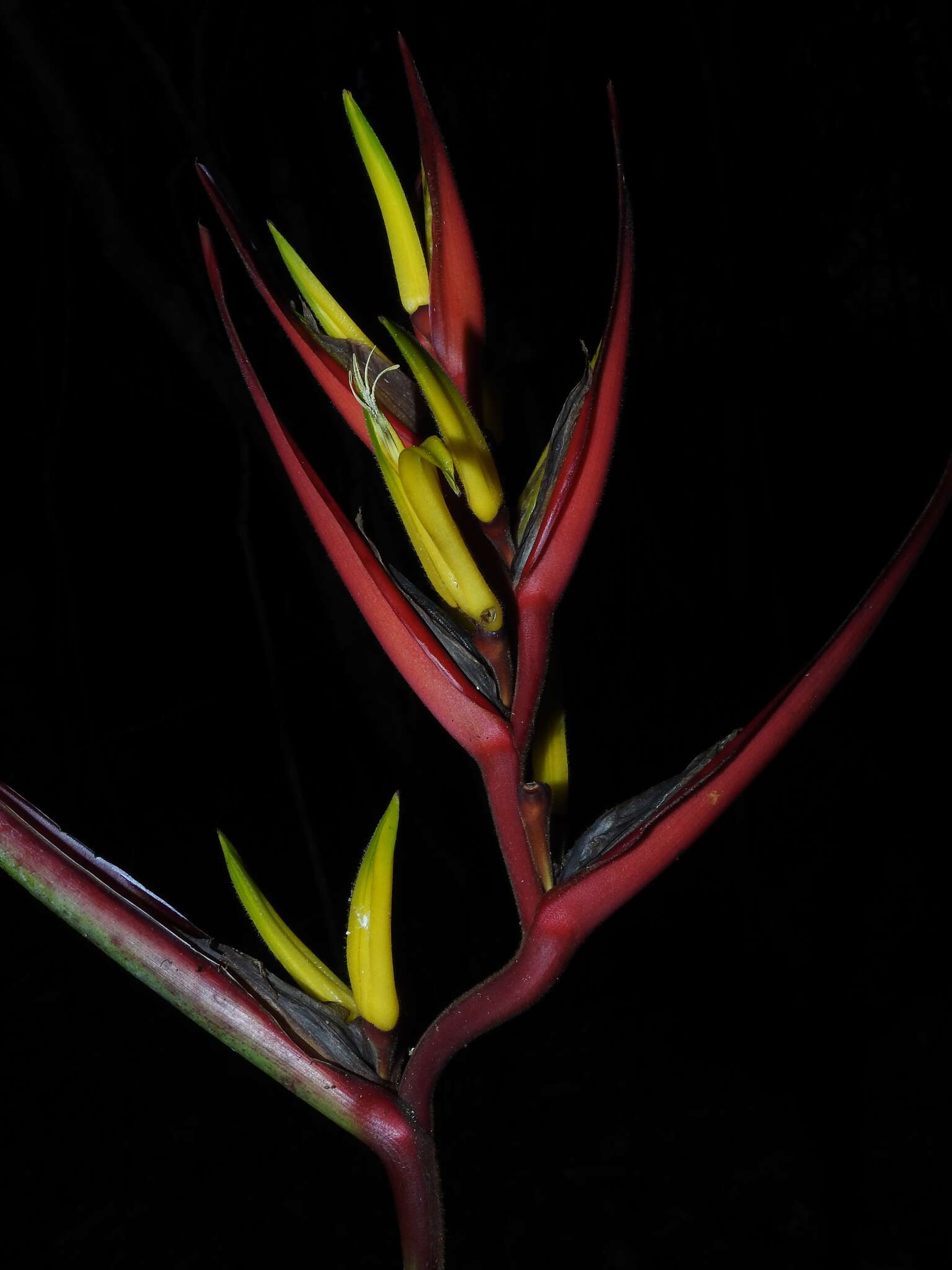 Image of Heliconia venusta Abalo & G. Morales