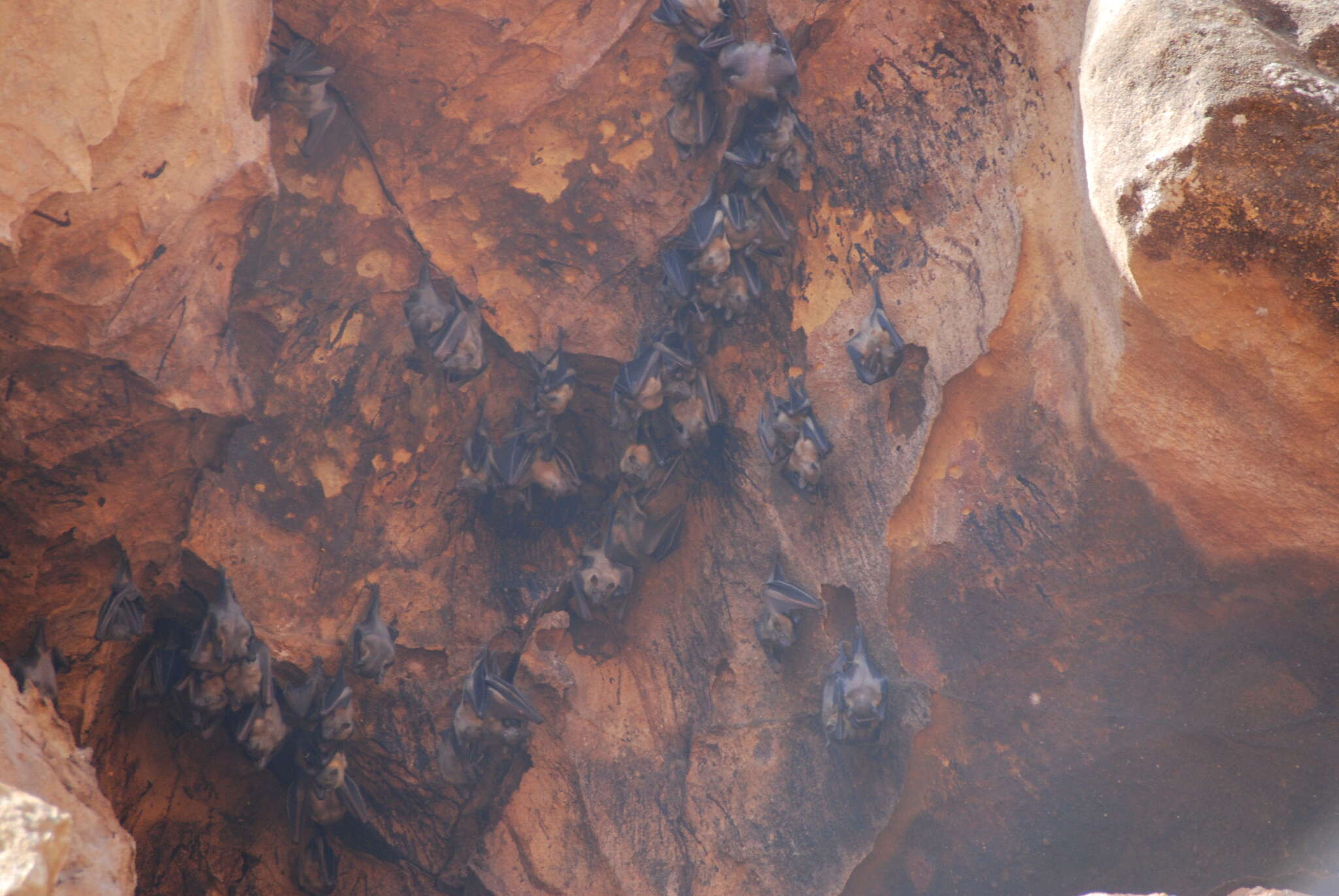 Image of Madagascan Fruit Bat