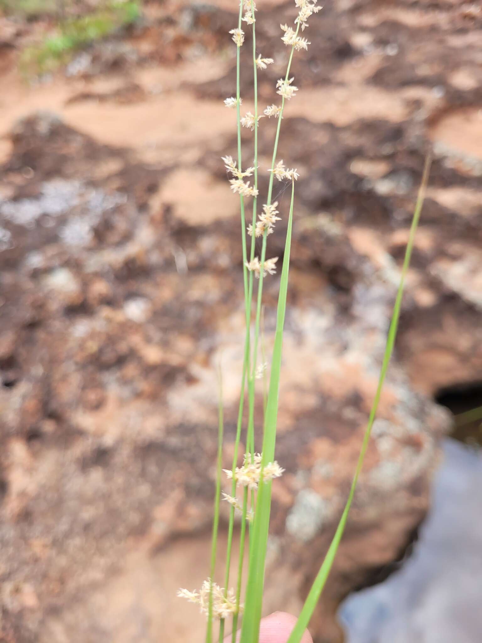 صورة Eragrostis elongata (Willd.) J. Jacq.