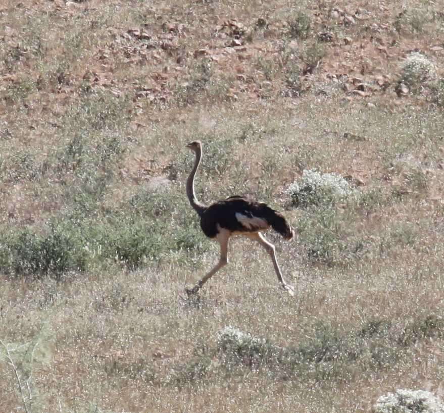 Image of South African Ostrich