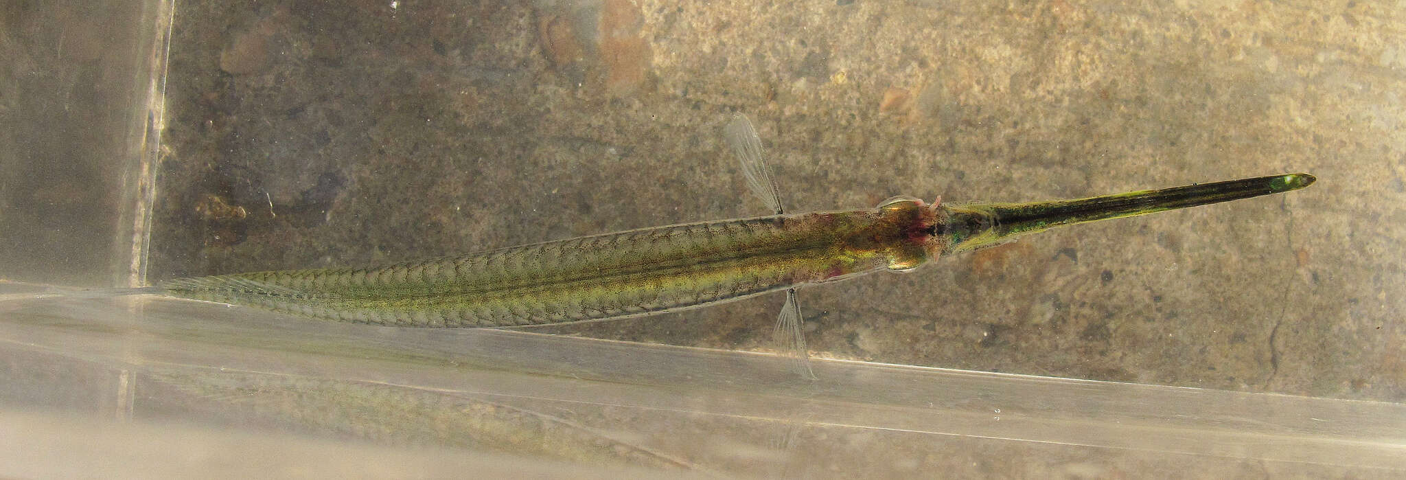 Image of Hooghly halfbeak