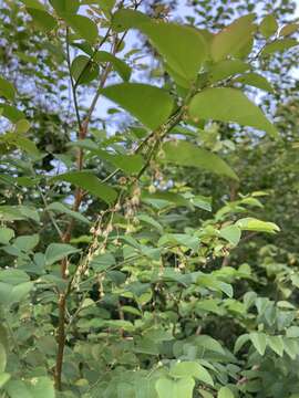 Image of <i>Phyllanthus mocinianus</i>