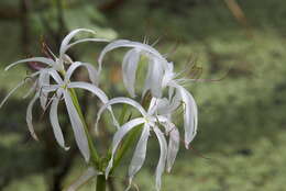 Image de Crinum americanum L.