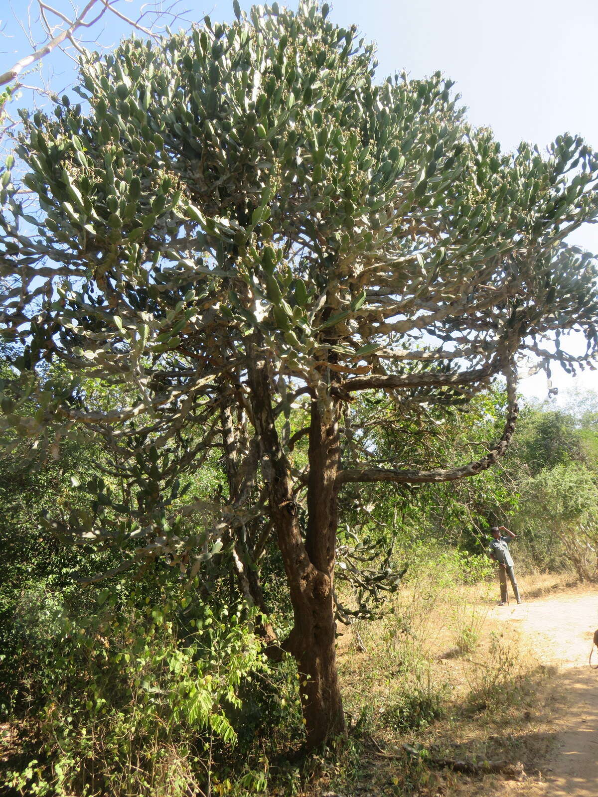 Image of Euphorbia antiquorum L.