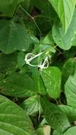 Image of Cyclanthera filiformis (Kuntze) H. Schaef. & S. S. Renner