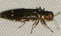 Image of Agrilus obsoletoguttatus Gory 1841