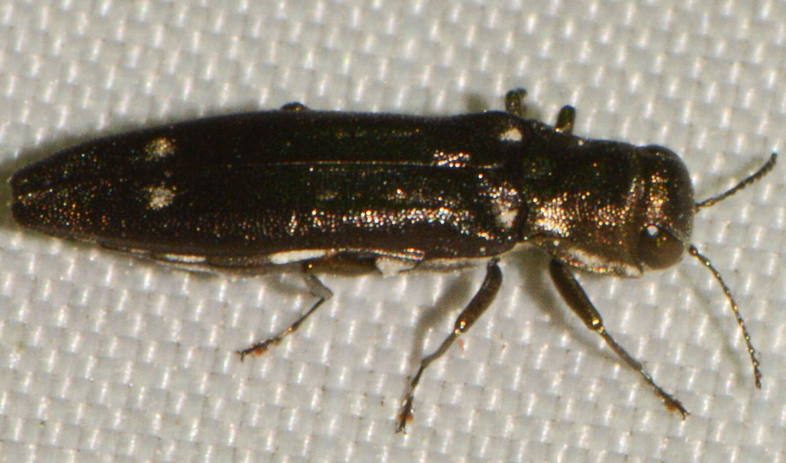 Image of Agrilus obsoletoguttatus Gory 1841