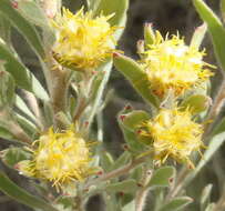 Imagem de Leucadendron rubrum Burm. fil.