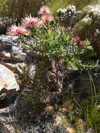 Imagem de <i>Leucospermum <i>tottum</i></i> var. tottum