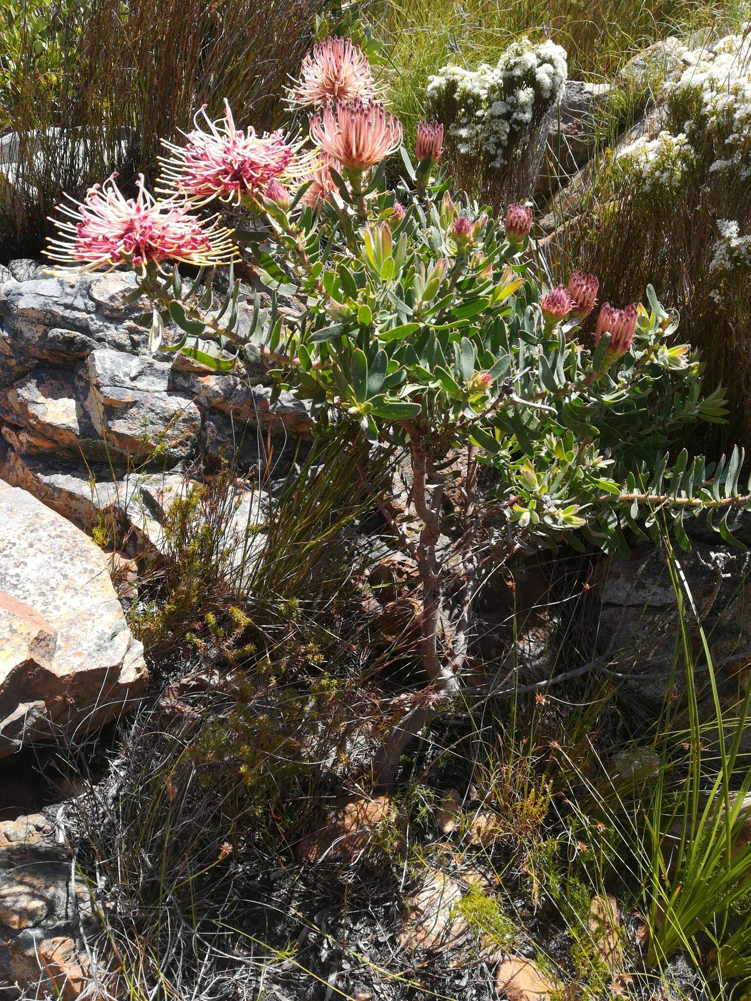 Plancia ëd <i>Leucospermum <i>tottum</i></i> var. tottum