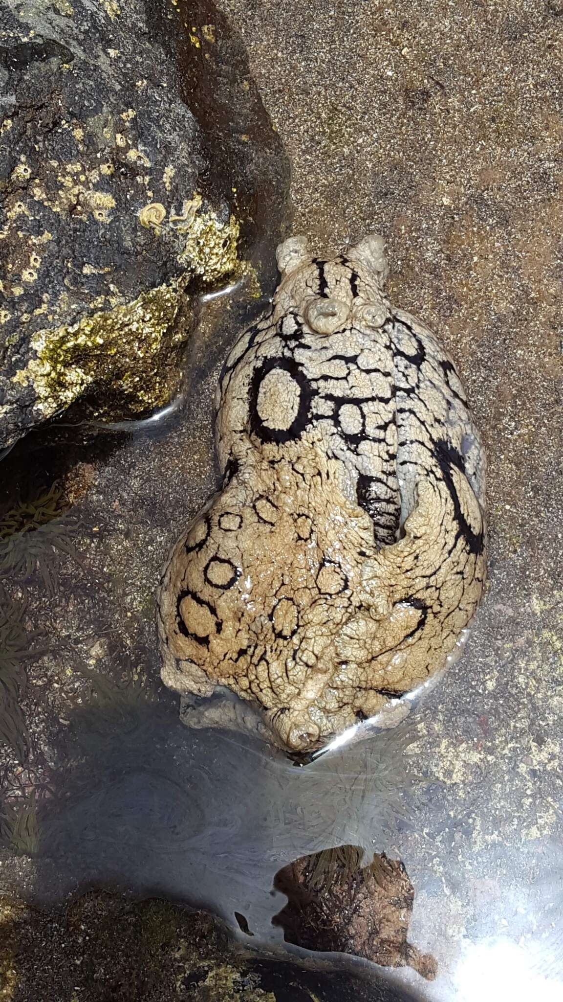 Image of Black-tailed sea hare