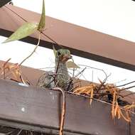 Image of Pink-necked Green Pigeon