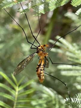 Image of Leptotarsus (Leptotarsus) clavatus (Macquart 1850)