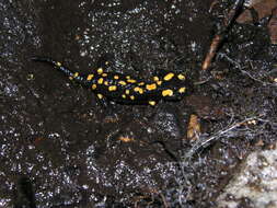 Image of Corsican Fire Salamander