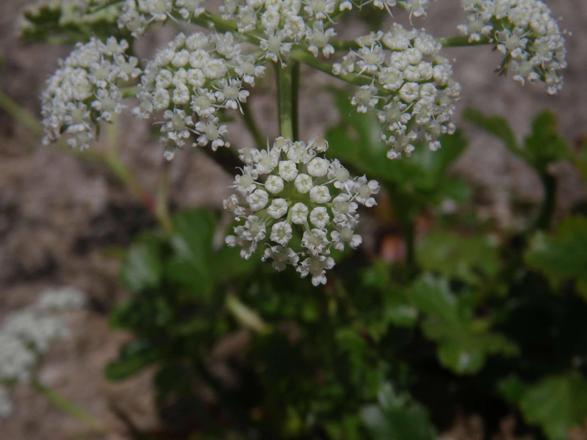 Слика од Kitagawia litoralis (Vorosch. & Gorovoi) M. G. Pimenov