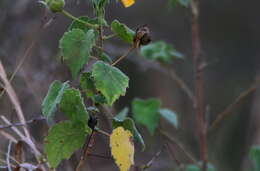 Imagem de Abutilon grandiflorum G. Don