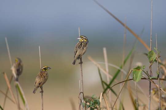 Image of Black-breasted Weaver