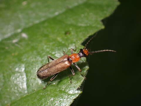 Image of Podabrus cavicollis