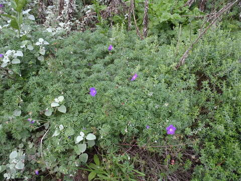 Image of Carpet geranium