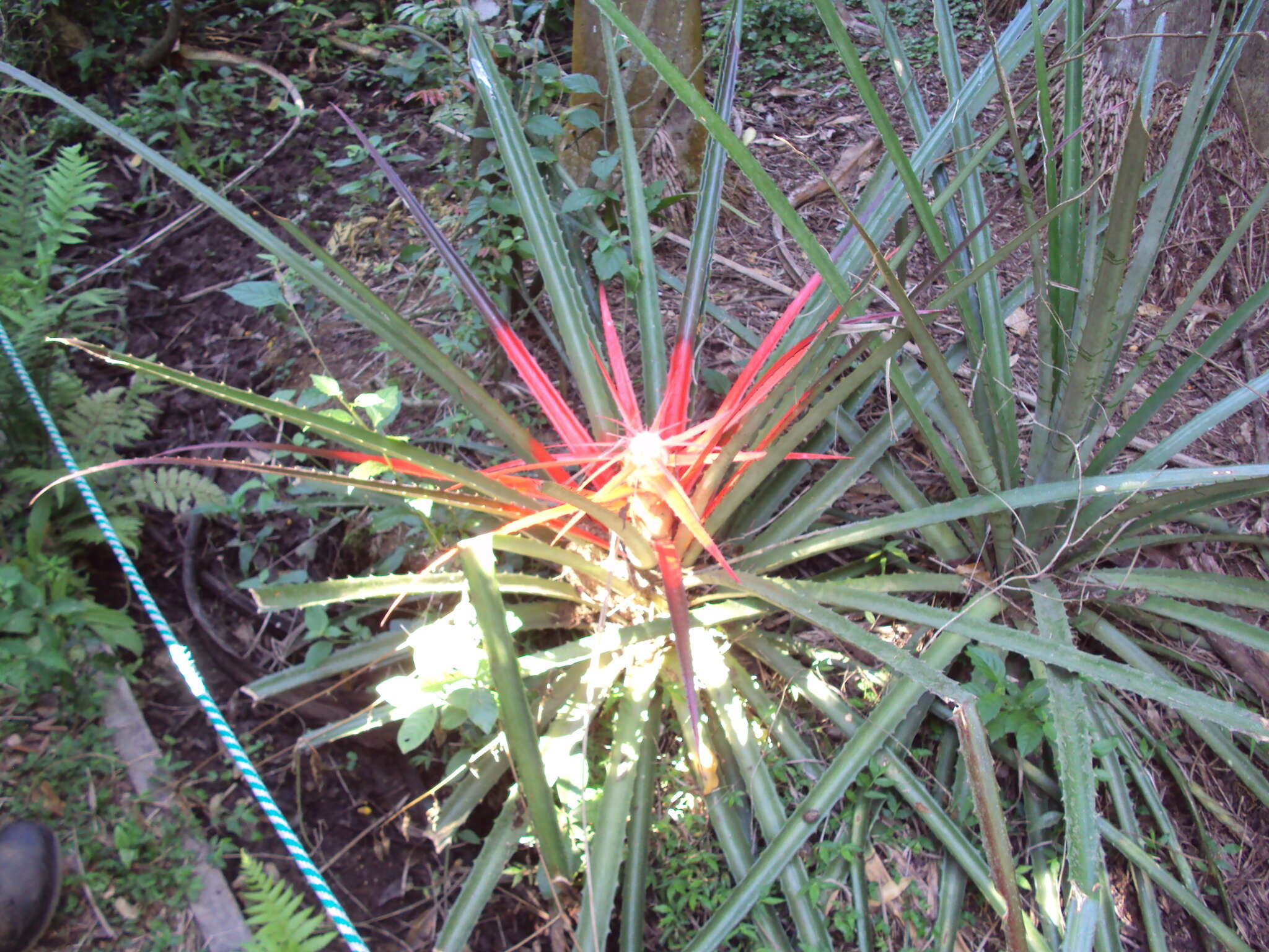 Image of Bromelia balansae Mez