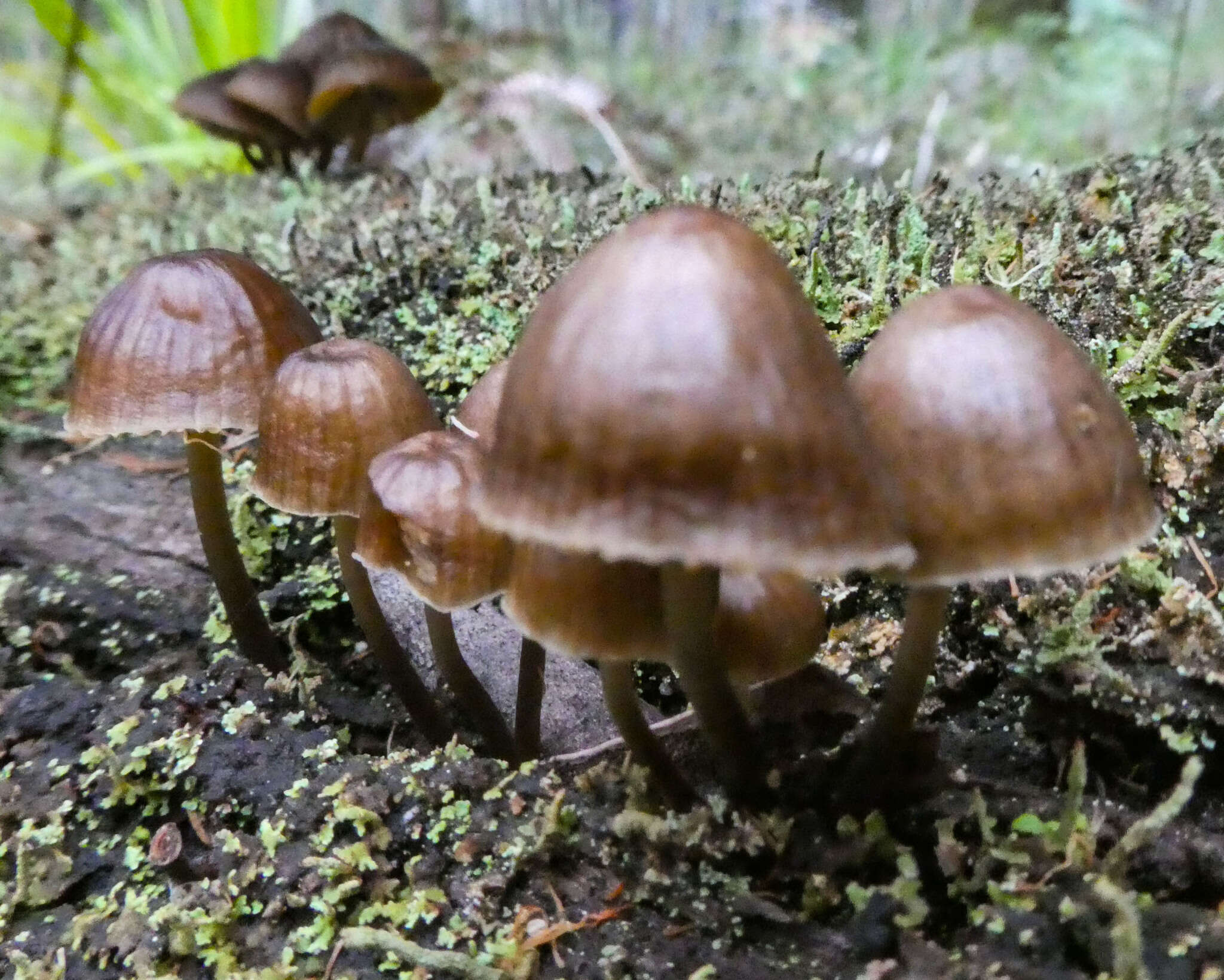 Image of Mycena subgalericulata Cleland 1931