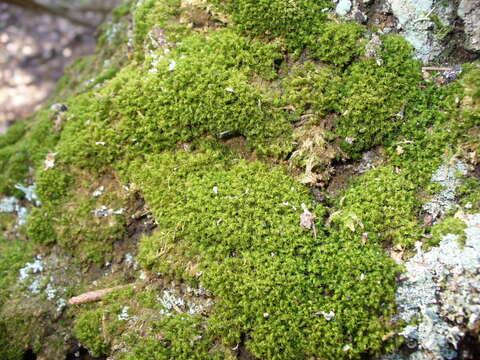 Image of montane dicranum moss