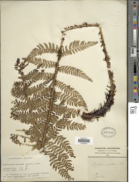 Image of <i>Polystichum chilense</i> (Christ) Diels