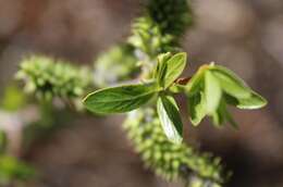 Imagem de Salix irrorata Anderss.